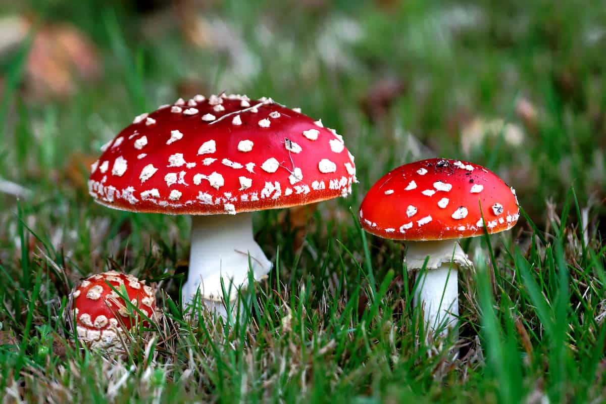 Picking the Ultimate Amanita Muscaria Gummies for Your Journey